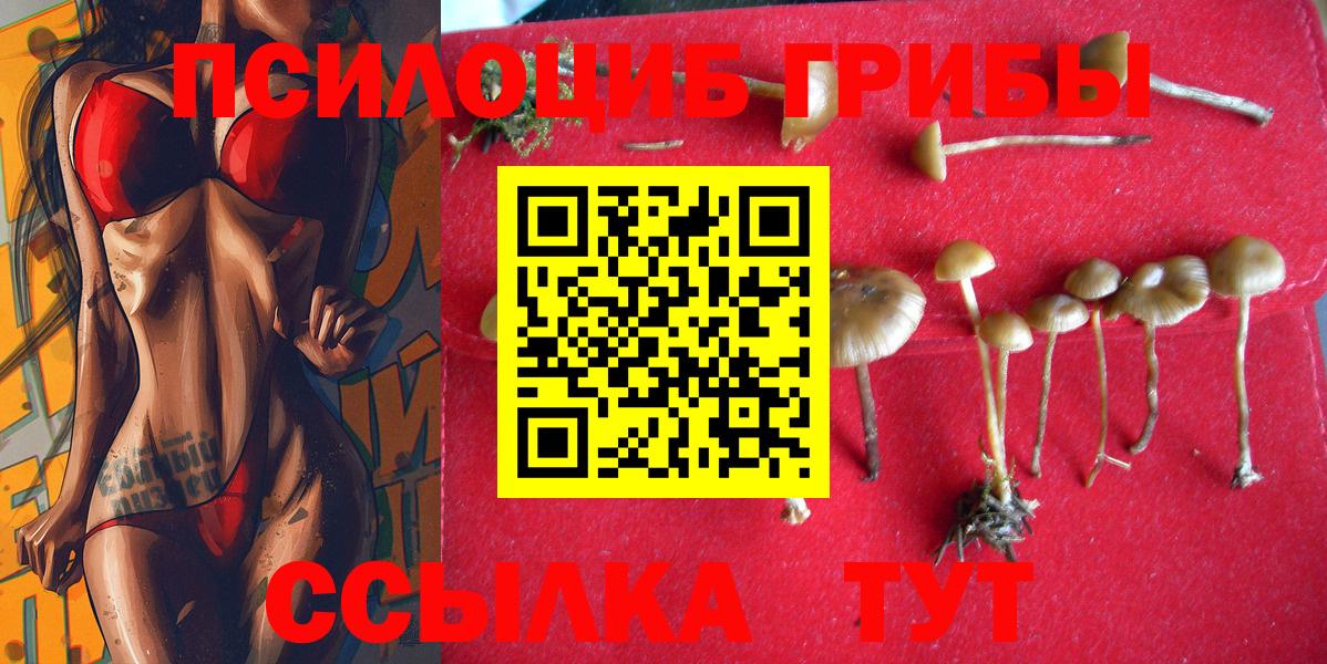Галлюциногенные грибы Psilocybe Ишим